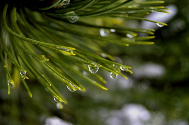 Close-up of raindrops on plant