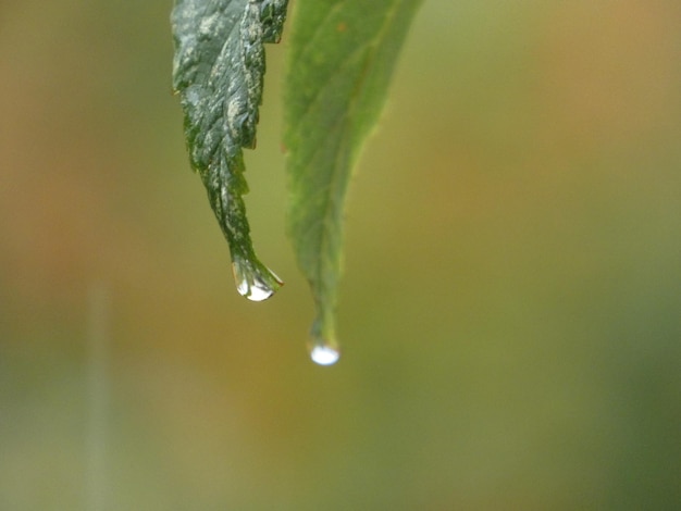 Foto prossimo piano delle gocce di pioggia sulla pianta