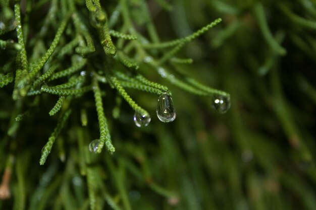 Photo close-up of raindrops on plant