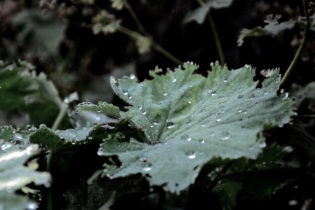 Photo close-up of raindrops on plant