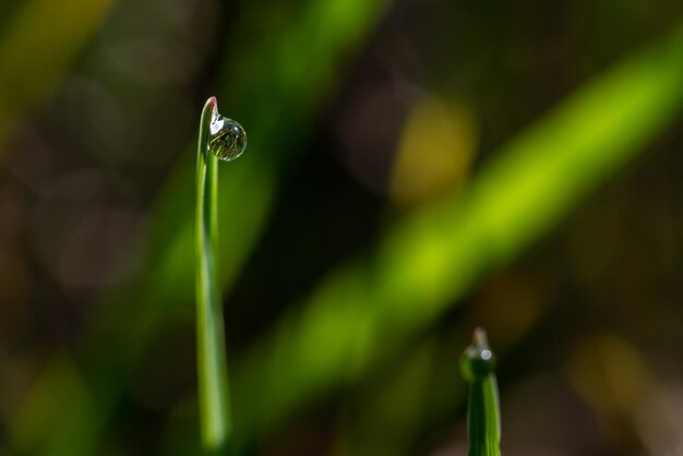 Photo close-up of raindrops on plant