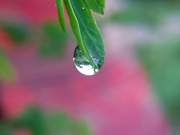 Foto prossimo piano delle gocce di pioggia sulla pianta