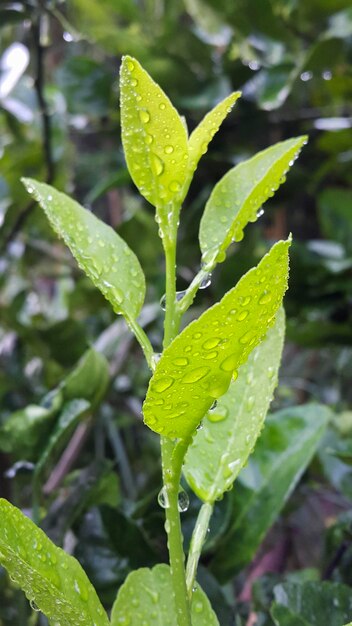 Close-up of raindrops on plant