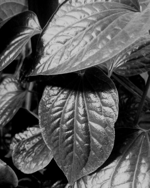 Photo close-up of raindrops on plant