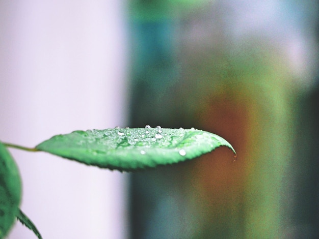 Photo close-up of raindrops on plant