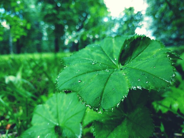 Close-up of raindrops on plant