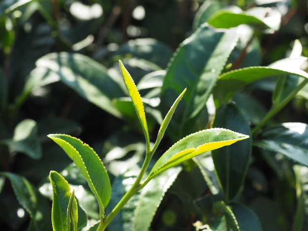 Close-up of raindrops on plant