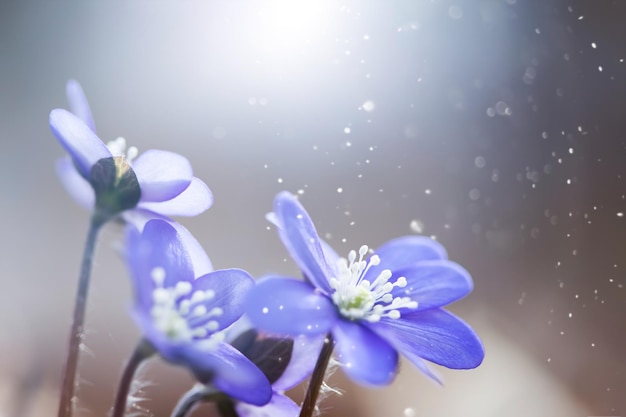 Close-up of raindrops on purple flowering plant