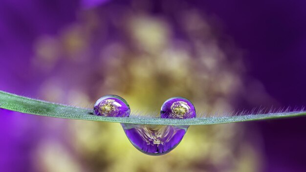 Close-up of raindrops on purple leaf