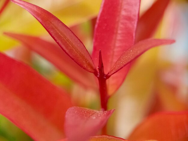 Close-up of raindrops on red flower