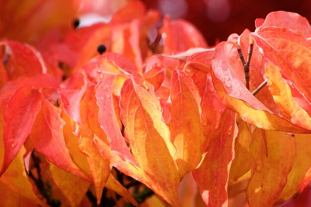 Close-up of raindrops on red flowering plant