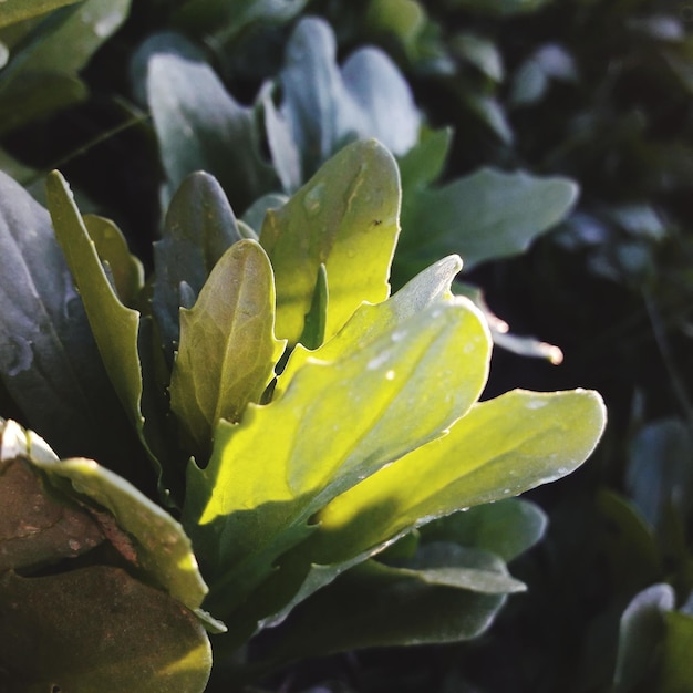 <unk>の植物の雨滴のクローズアップ