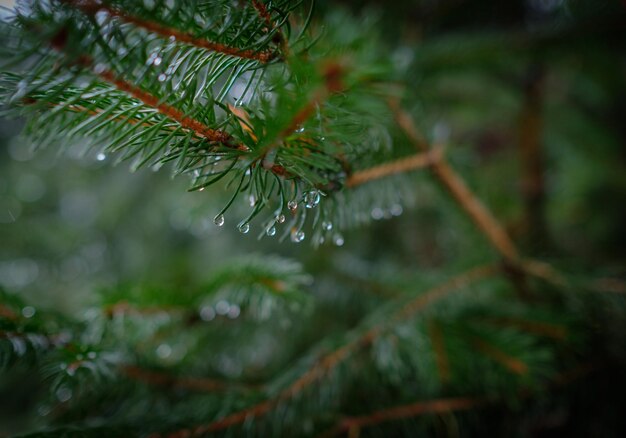 Close-up of raindrops on tree