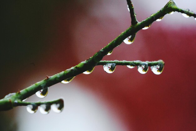 Close-up of raindrops on twig