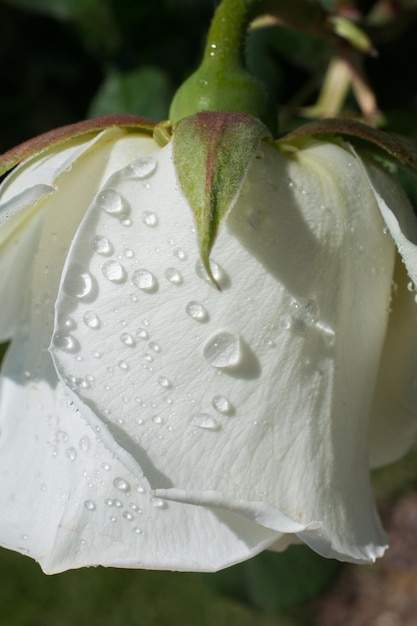Foto close-up di gocce di pioggia sull'acqua