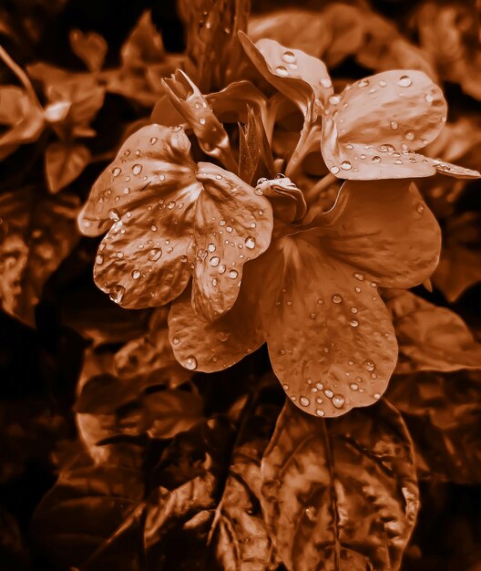 Close-up of raindrops on wet plant