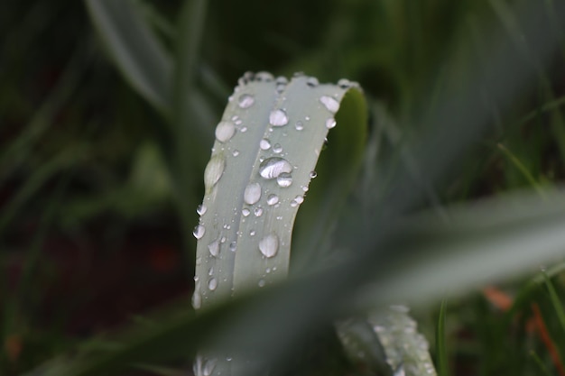 Foto close-up di gocce di pioggia su un fiore bianco