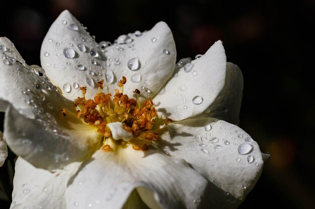 Foto close-up di gocce di pioggia su un fiore bianco