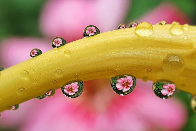 Photo close-up of raindrops on yellow flower