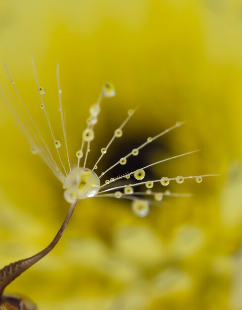 Photo close-up of raindrops on yellow flower