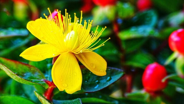 Foto prossimo piano delle gocce di pioggia su una pianta a fiori gialli