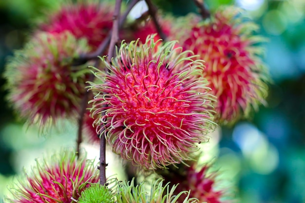 Photo a close up of a rambutan fruit