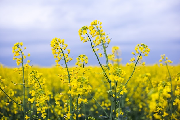 Primo piano del fiore di colza sulla superficie del cielo piovoso.