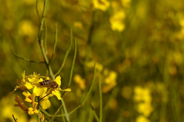 Close up of a rapeseed plant in a a field
