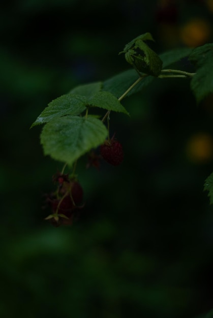 Close up of raspberries on the dark background