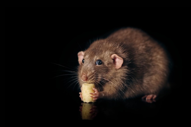 Photo close-up of rat eating food over black background
