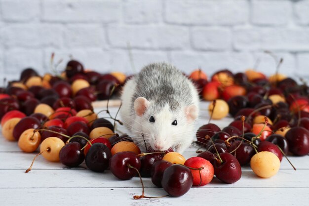 Close up of a rat sitting in the middle of a bunch of cherries