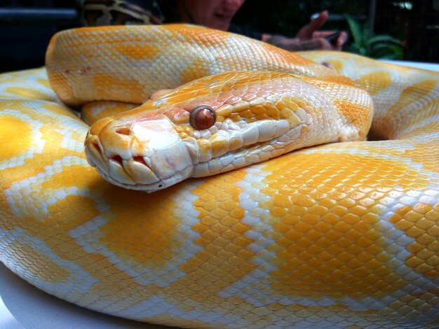 Foto prossimo piano di un serpente ratto