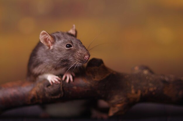 Photo close-up of rat on stick