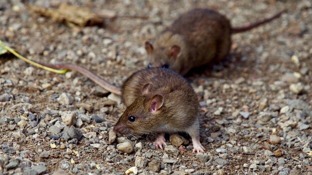 Photo close-up of rats on field