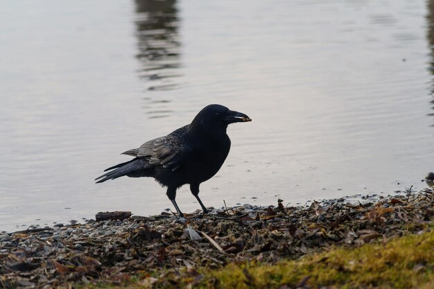 Close-up of raven at lakeshore