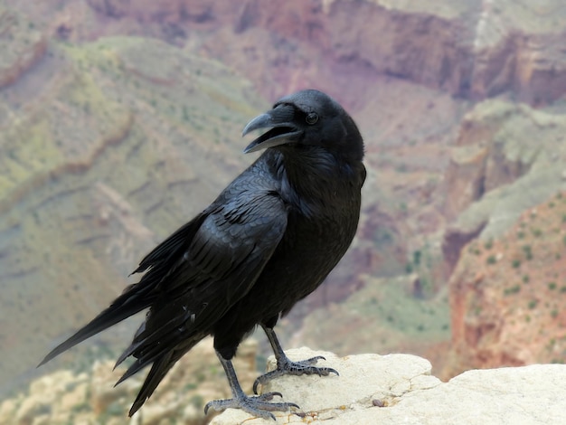 Foto close-up di un corvo appoggiato su una scogliera contro il grand canyon