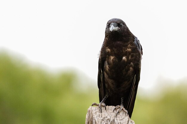 Foto close-up di un corvo appoggiato su un palo di legno