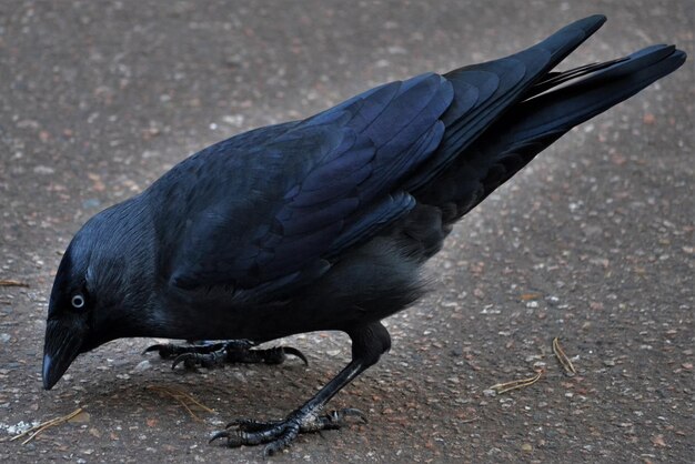 道路上のカラスのクローズアップ