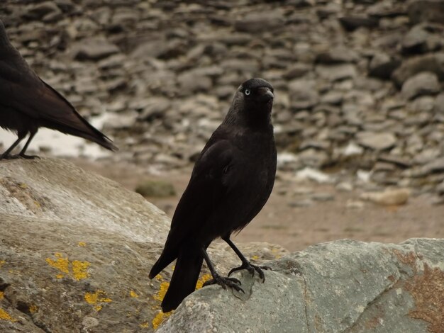 Photo close-up of raven on rock