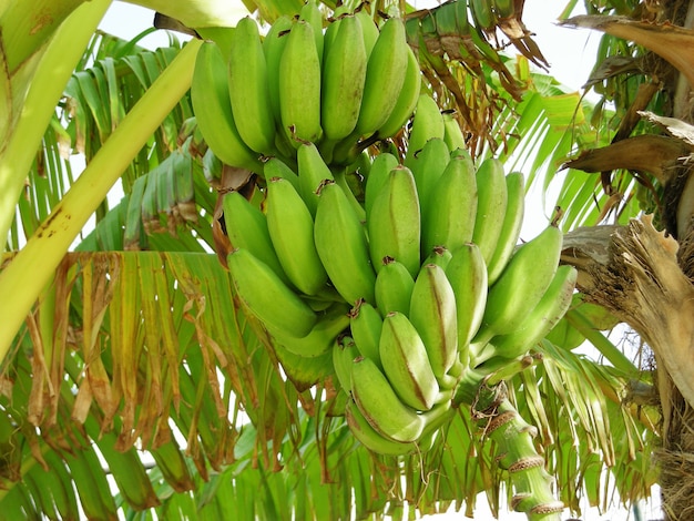 Close up on raw bananas in the jungle