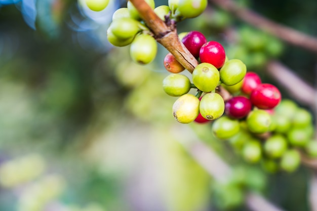 Close up raw coffee beans branches in garden