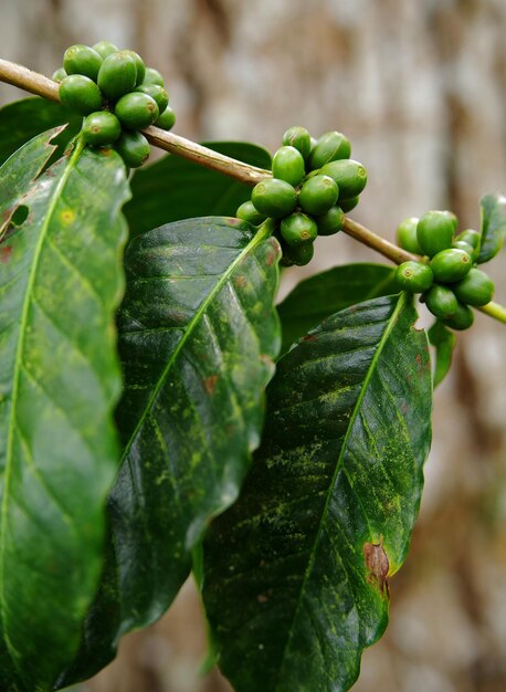 식물 에 있는 원시 커피 콩 의 클로즈업