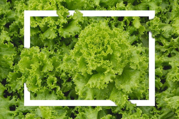 Close up of raw fresh green vegetable texture with white frame.