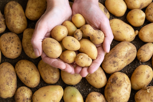 Крупный план сырого свежего картофеля