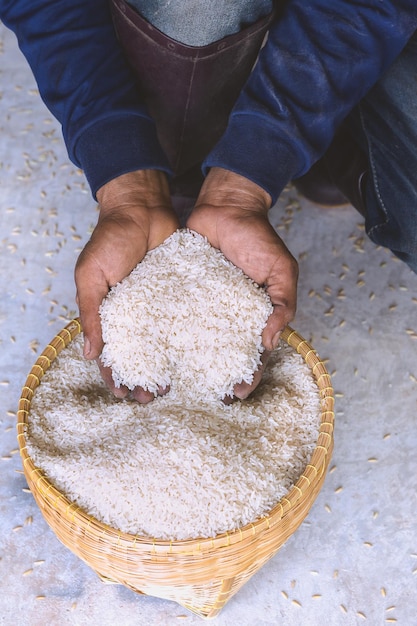 Foto vicino al jasmine grezzo grano di riso bianco in agricoltura mano