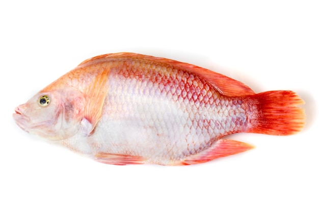 Photo close-up of raw seafood over white background