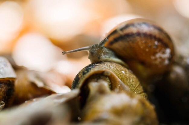 Close-up raw snail before preparation