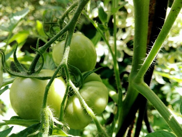 Close-up of raw tomato