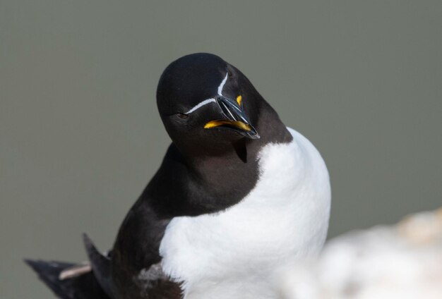 Foto prossimo piano della testa di razorbill