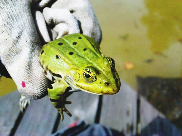 本物のカエルのクローズアップ